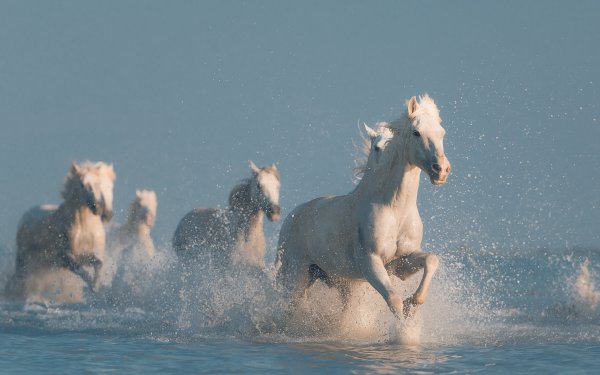 Конь скачет