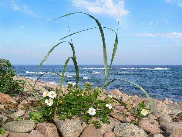 Рассвет на берегу моря