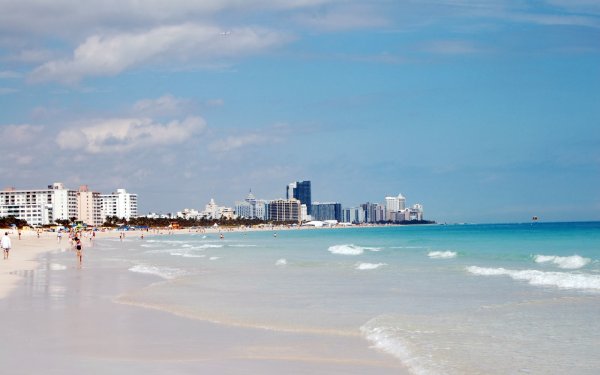 Майами пальмы