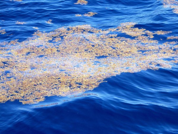 Атлантический океан Саргассово море