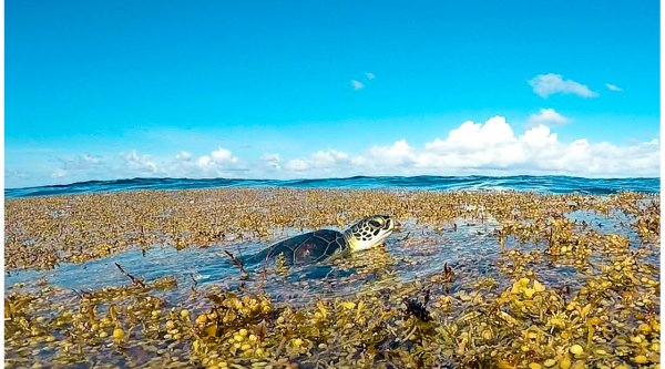 Саргассово море