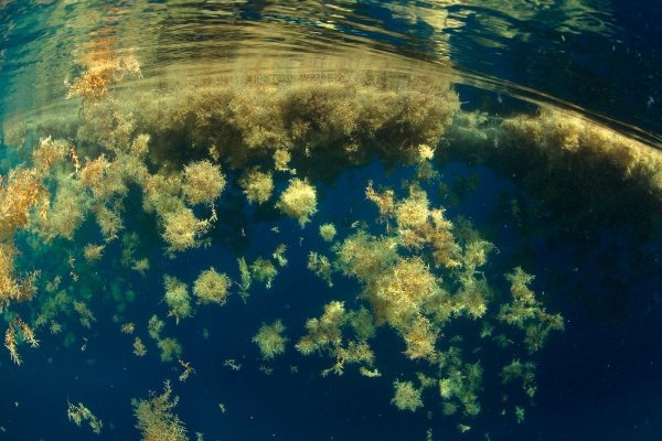 Саргассово море водоросли