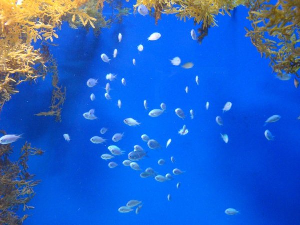 Саргассово море в океане