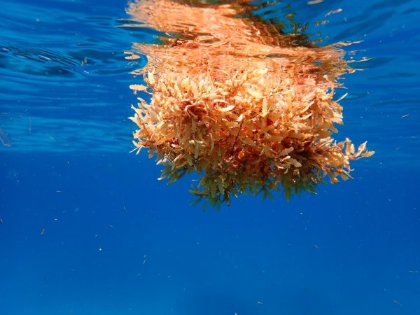 Саргассовы водоросли