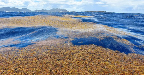 Саргассовая Анапа