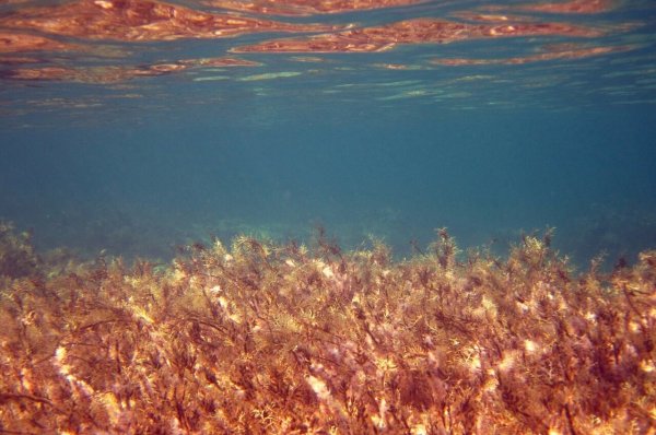 Водоросли морские Саргассово море