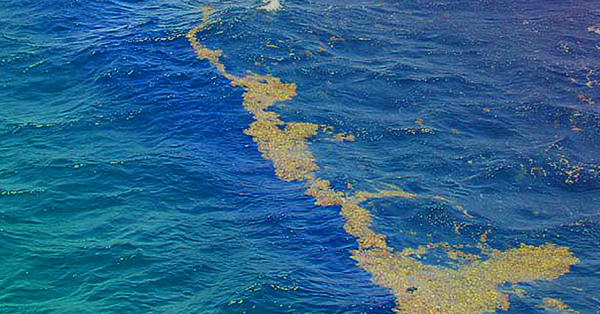 Саргассово мореколаны