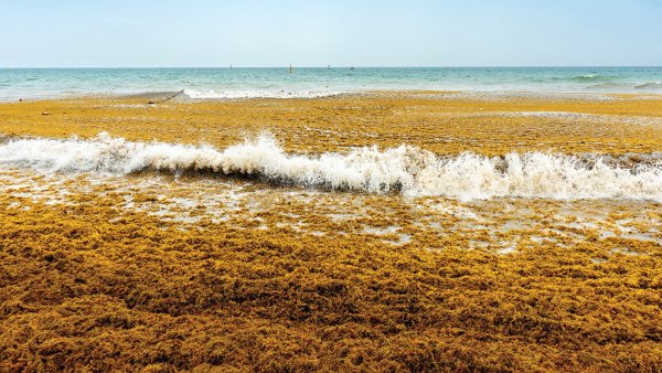 Саргассум водоросль