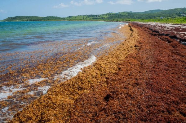 Саргассы водоросли