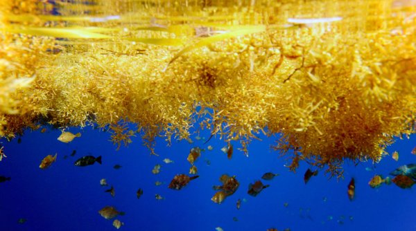 Саргассово море водоросли