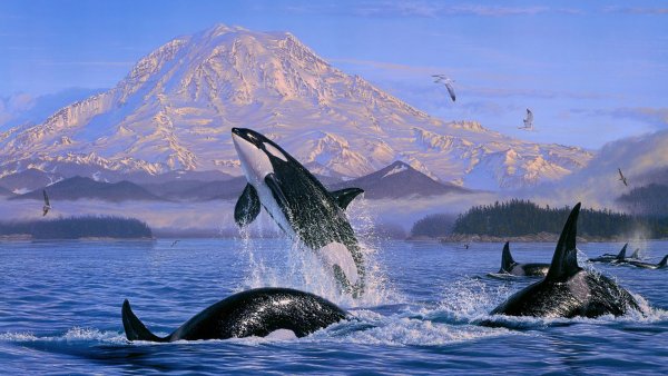 Млекопитающие морские животные кит