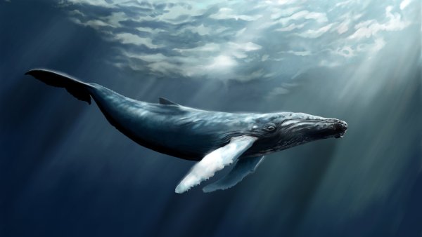 Сейвал (ивасёвый кит) (Balaenoptera Borealis)