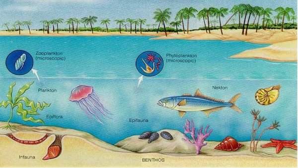 Плейстон планктон Нектон бентос