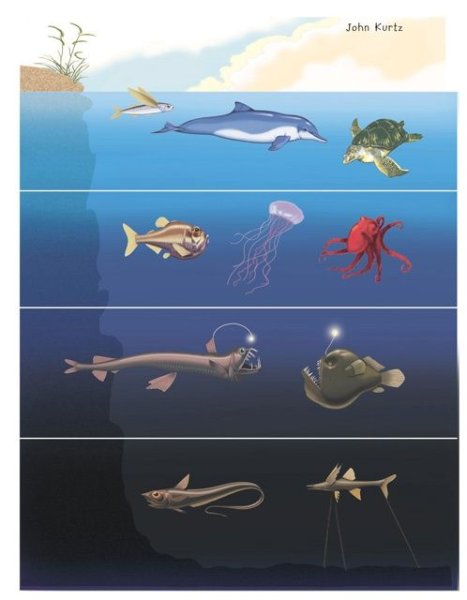 Морские обитатели на разных глубинах