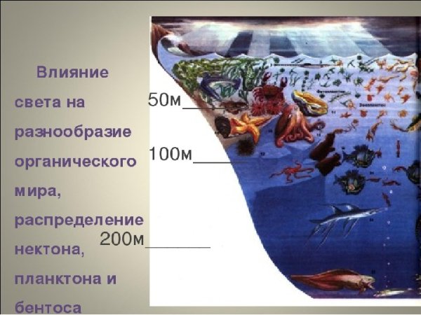 Слои океана