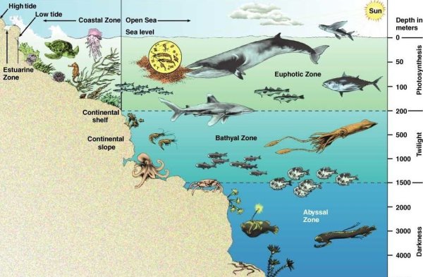 Обитатели океана по глубине