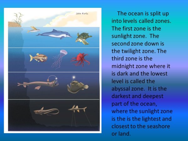 Разные обитатели глубин океана