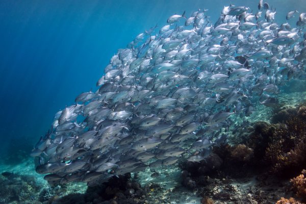 Большой Барьерный риф рыбы