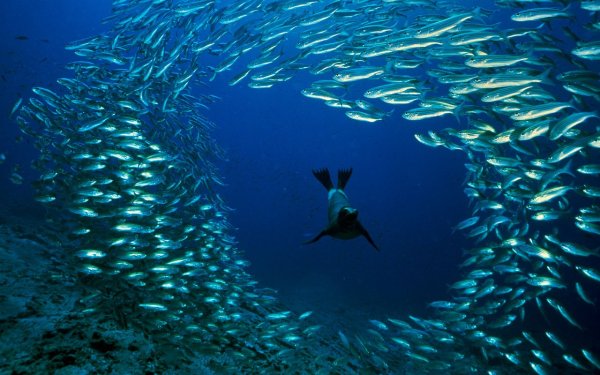 Подводный мир