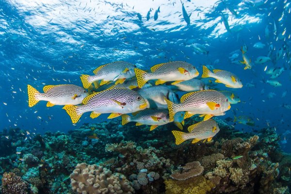 Рыбки в океане