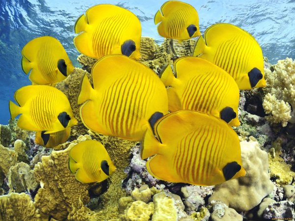 Крупнопятнистый спинорог