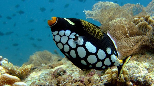 Красное море рыба хирург