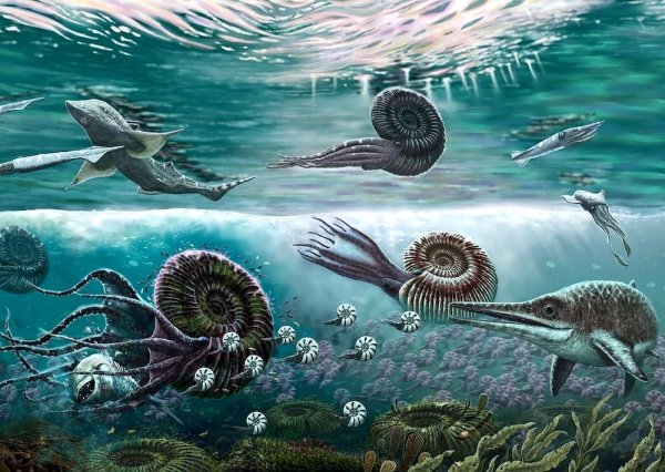 Аммониты мелового периода