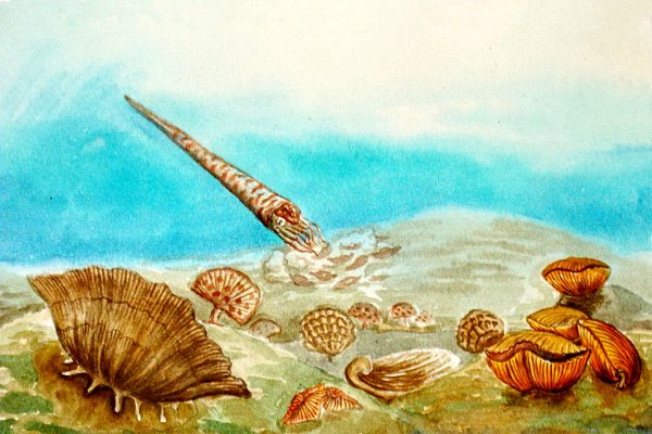 Протерозойская Эра брахиоподы