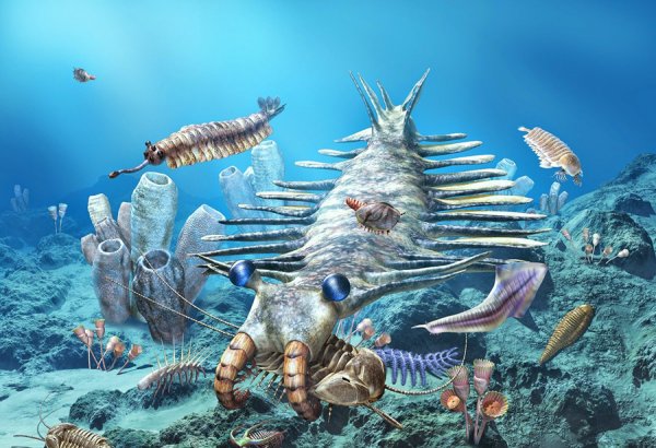 Кембрийский период Эра