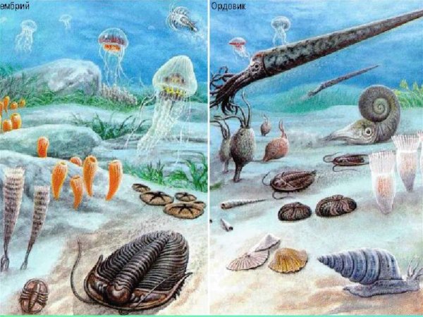 Палеозой Эра Кембрий