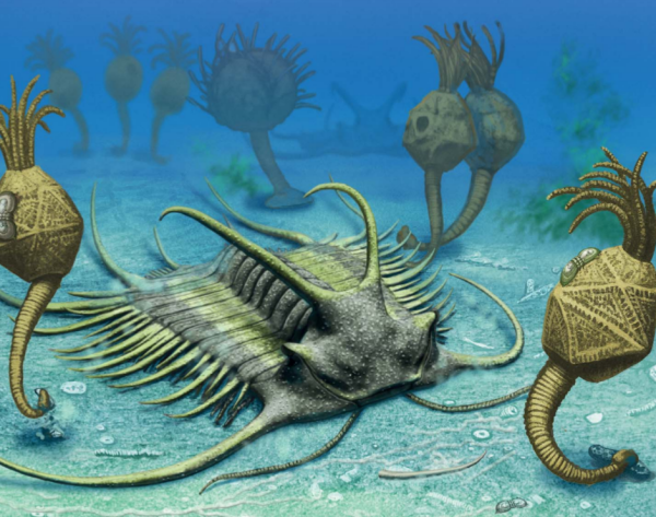 Трилобиты Эра