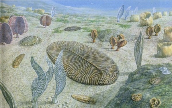 Зденек Буриан китообразные