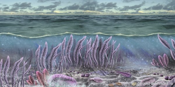 Трилобиты палеозой