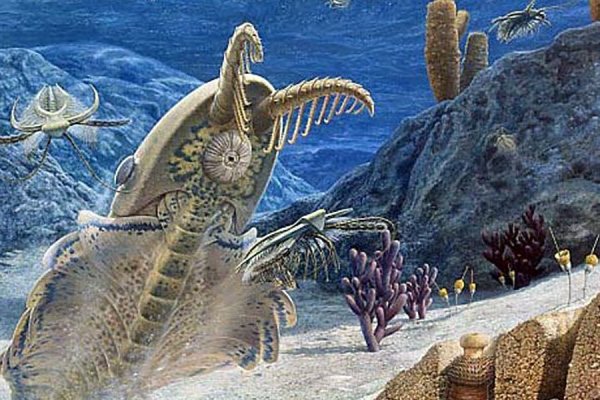 Коралловые рифы Силур