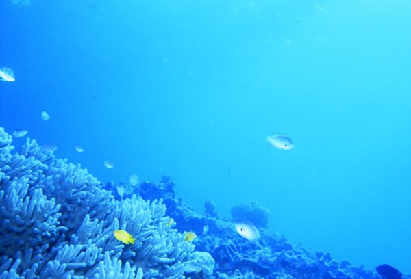 Векторный подводный мир