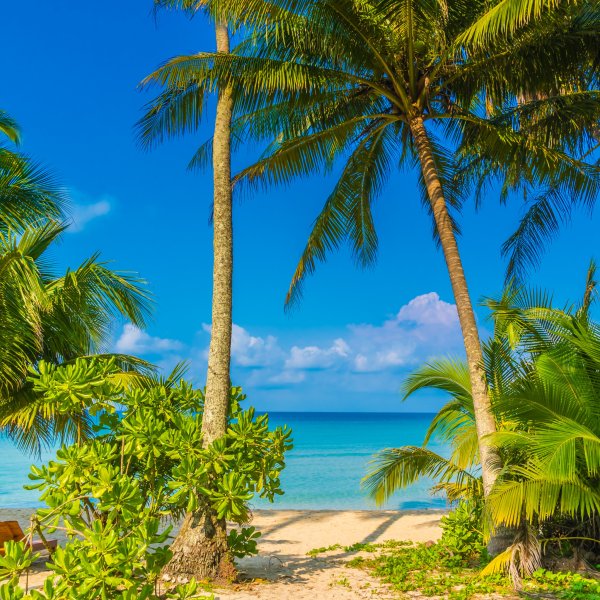 Морской пляж с пальмами