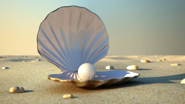 Красивые ракушки с жемчугом