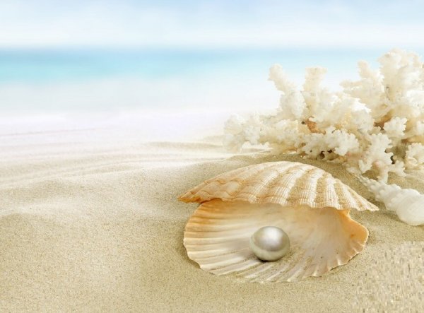 Морская Жемчужница белая моллюск