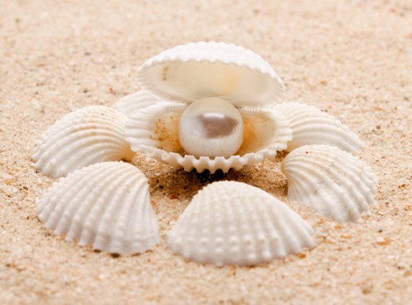 Жемчужина в раковине на берегу моря