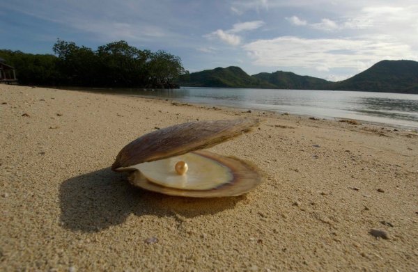 Ракушка с жемчужиной