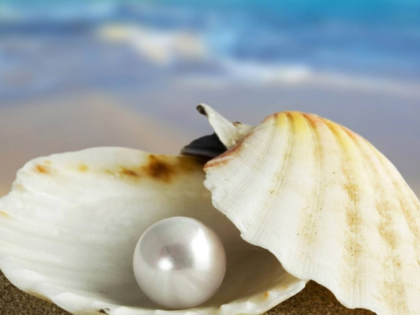 Ракушки жемчужницы морские
