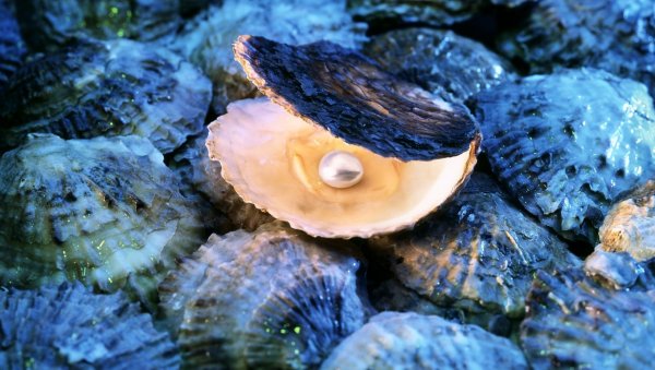 Раковина Жемчужница морская