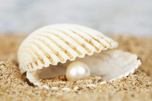 Морская Жемчужница моллюск