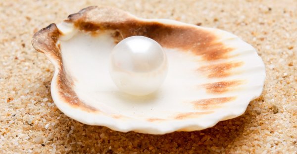 Ракушки морские