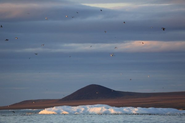 Чукотское море фото