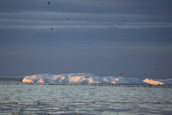 Чукотка море