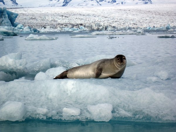 Чукотка Северный Ледовитый океан