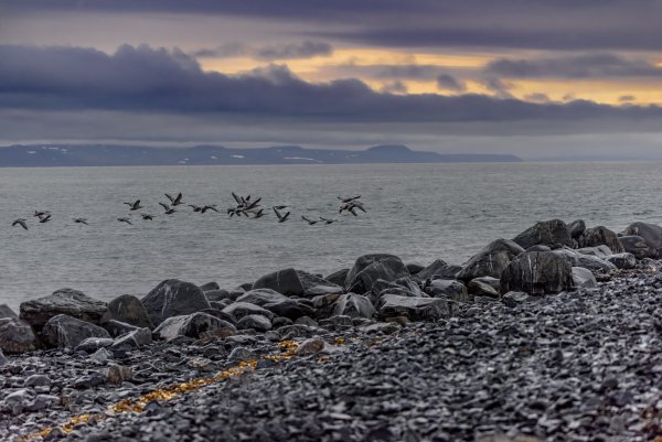Акватория Чукотского моря