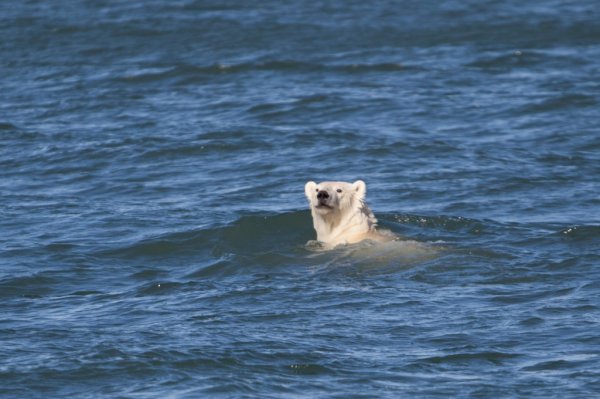 Чукотское море интересные факты