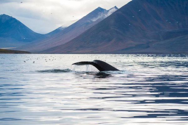 Полуострова Чукотка Камчатка